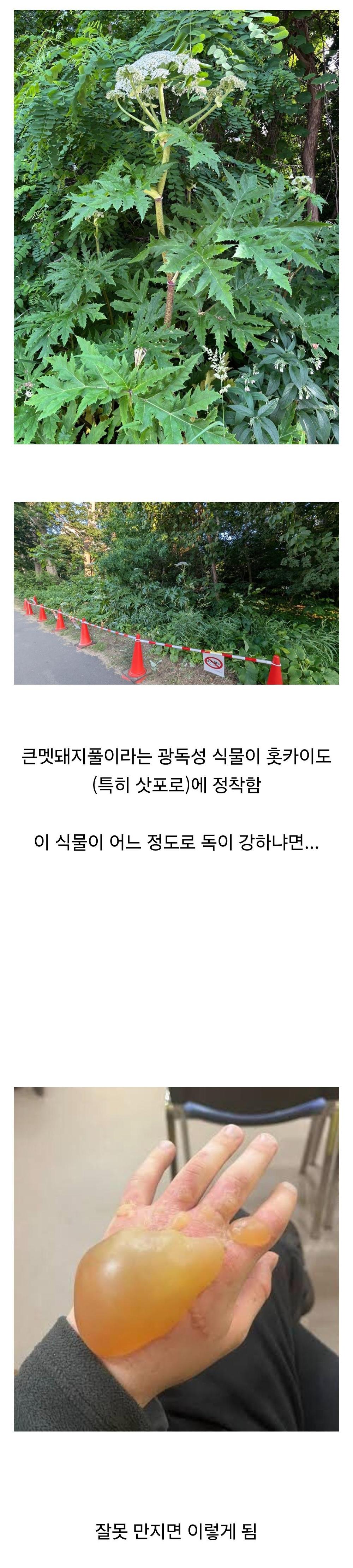 혐) 일본 홋카이도 식물 잘못 만지면...