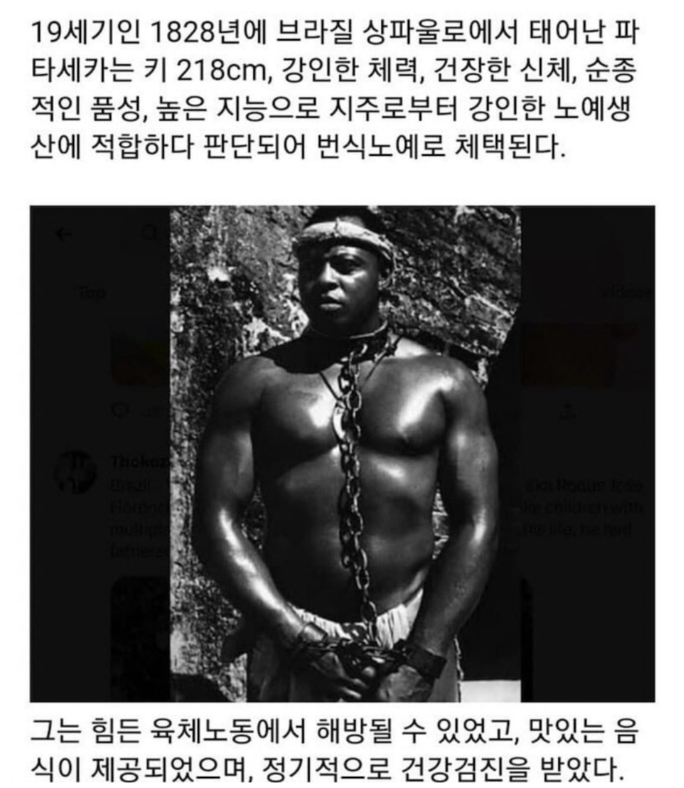 지금은 사라진 번식노예