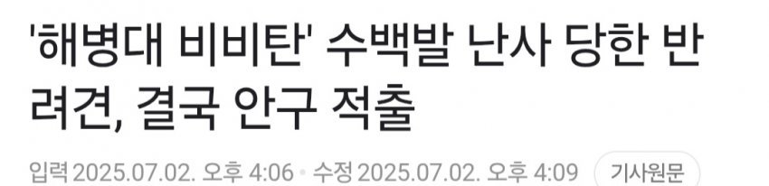 해병대한테 비비탄 총 맞았던 강아지 근황