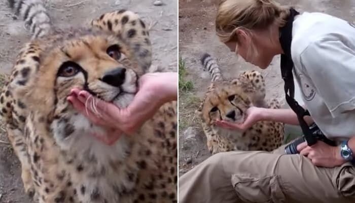 의외로 생각보다 ㅈ밥이라는 맹수....