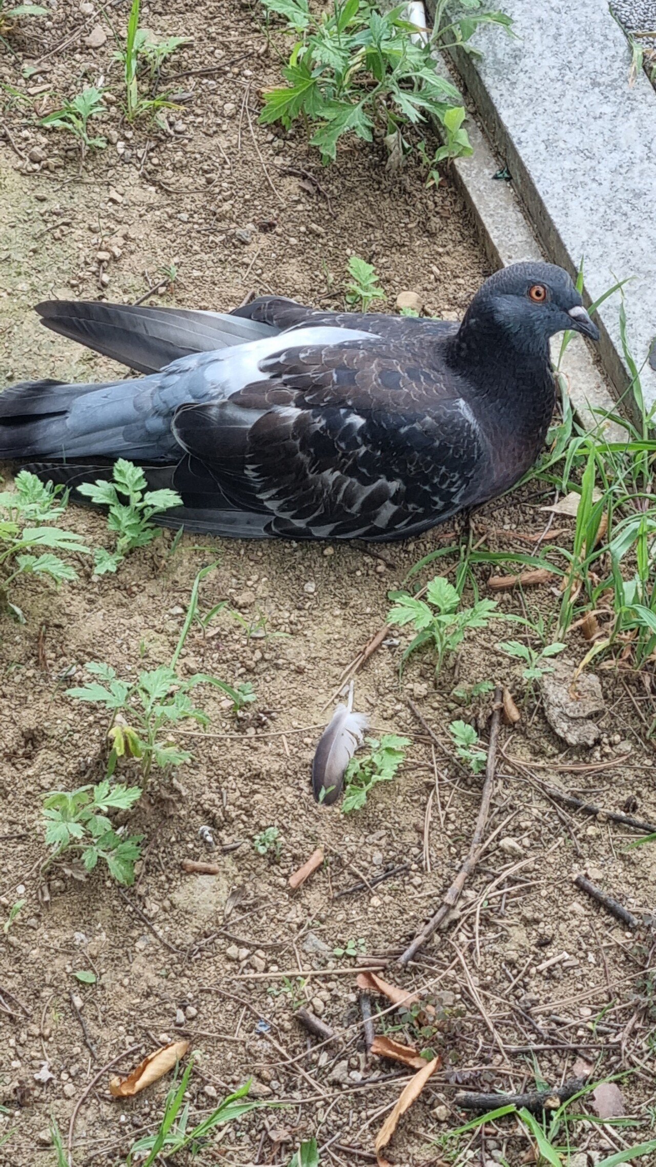 요즘 건방진 비둘기들