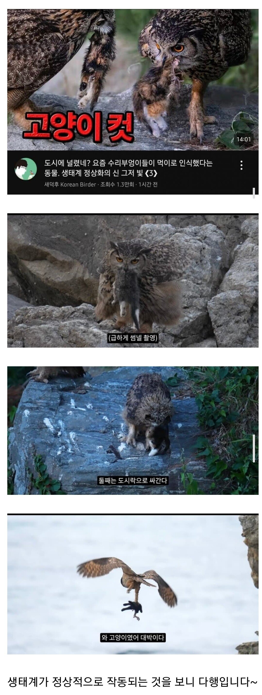 (약혐) 캣맘에게 테러 당했던 조류 유튜버 최근 근황