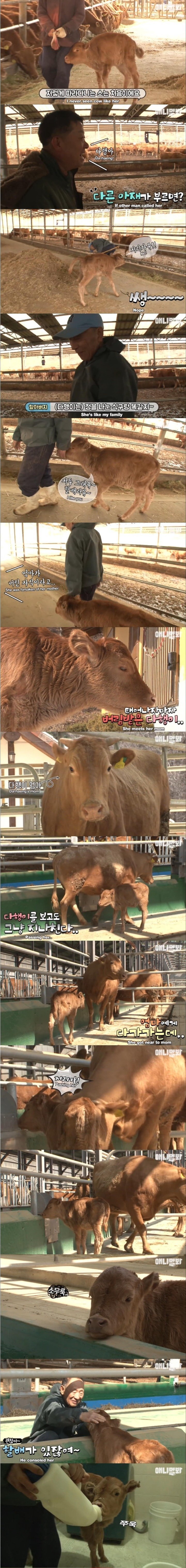 할아버지가 지극정성으로 키우던 송아지 근황.