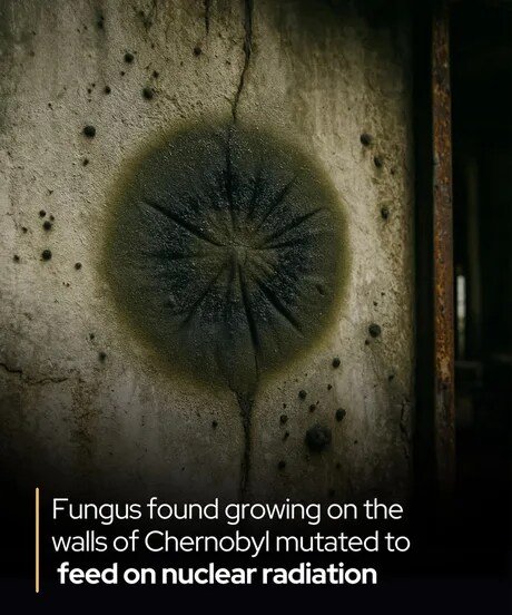 체르노빌 벽에 사는 곰팡이 근황
