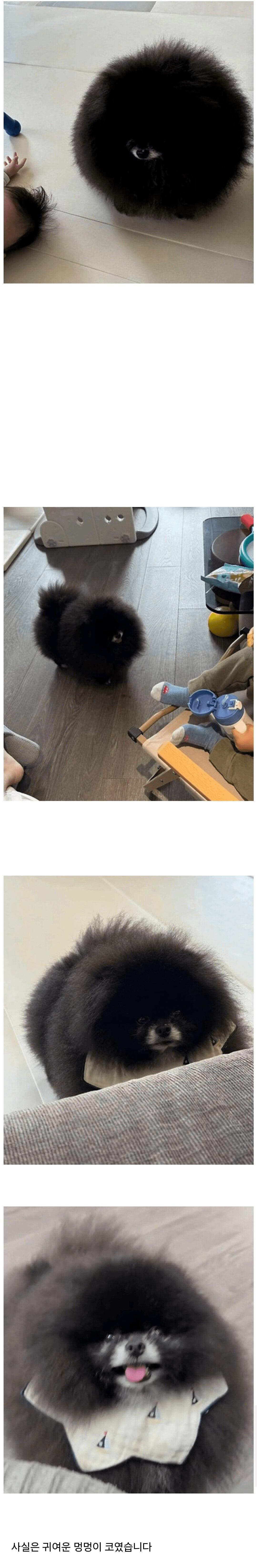 정체 불명의 외눈박이 생명체 ㄷㄷ