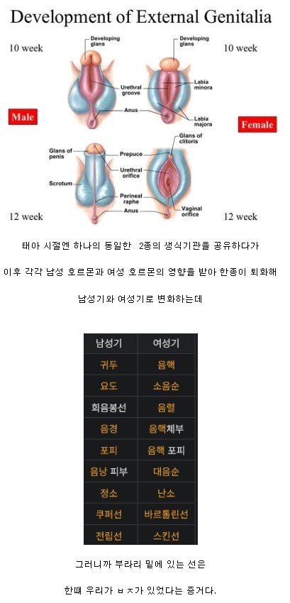 남자들 고환과 항문 사이에 세로줄이 있는 이유