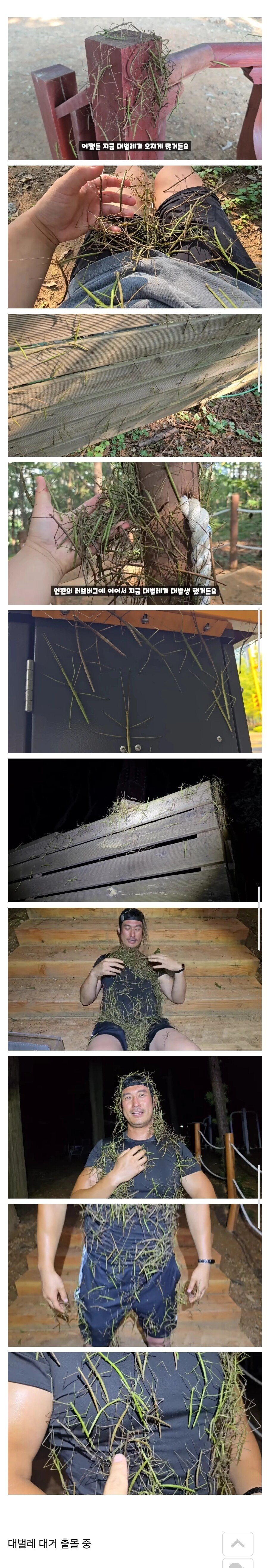 약혐) 러브버그 떠난 인천 근황