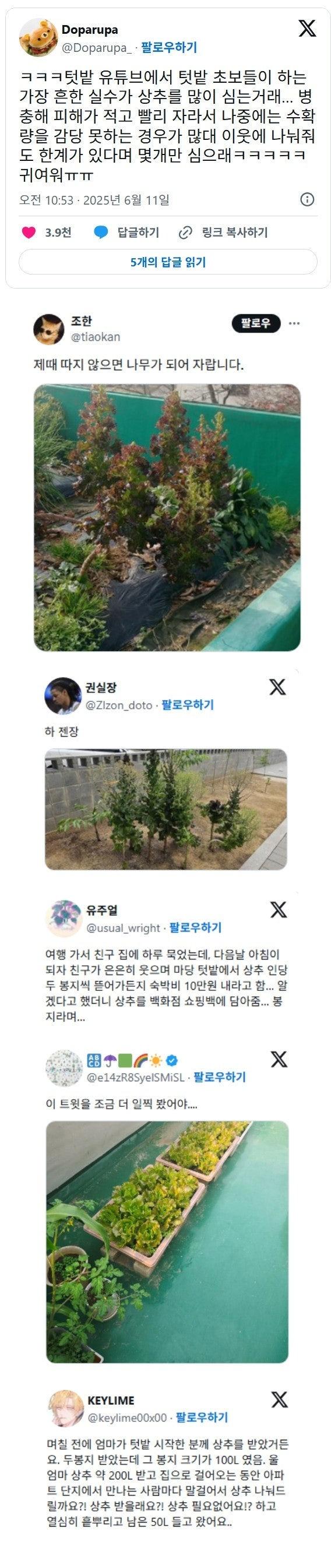 텃밭 초보들이 가장 많이 하는 실수