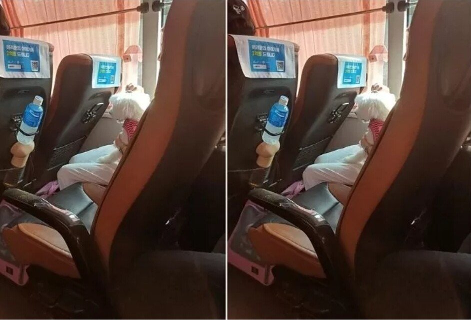 고속버스에서 개를 사람 좌석에 앉힌 승객ㄷㄷㄷㄷㄷ