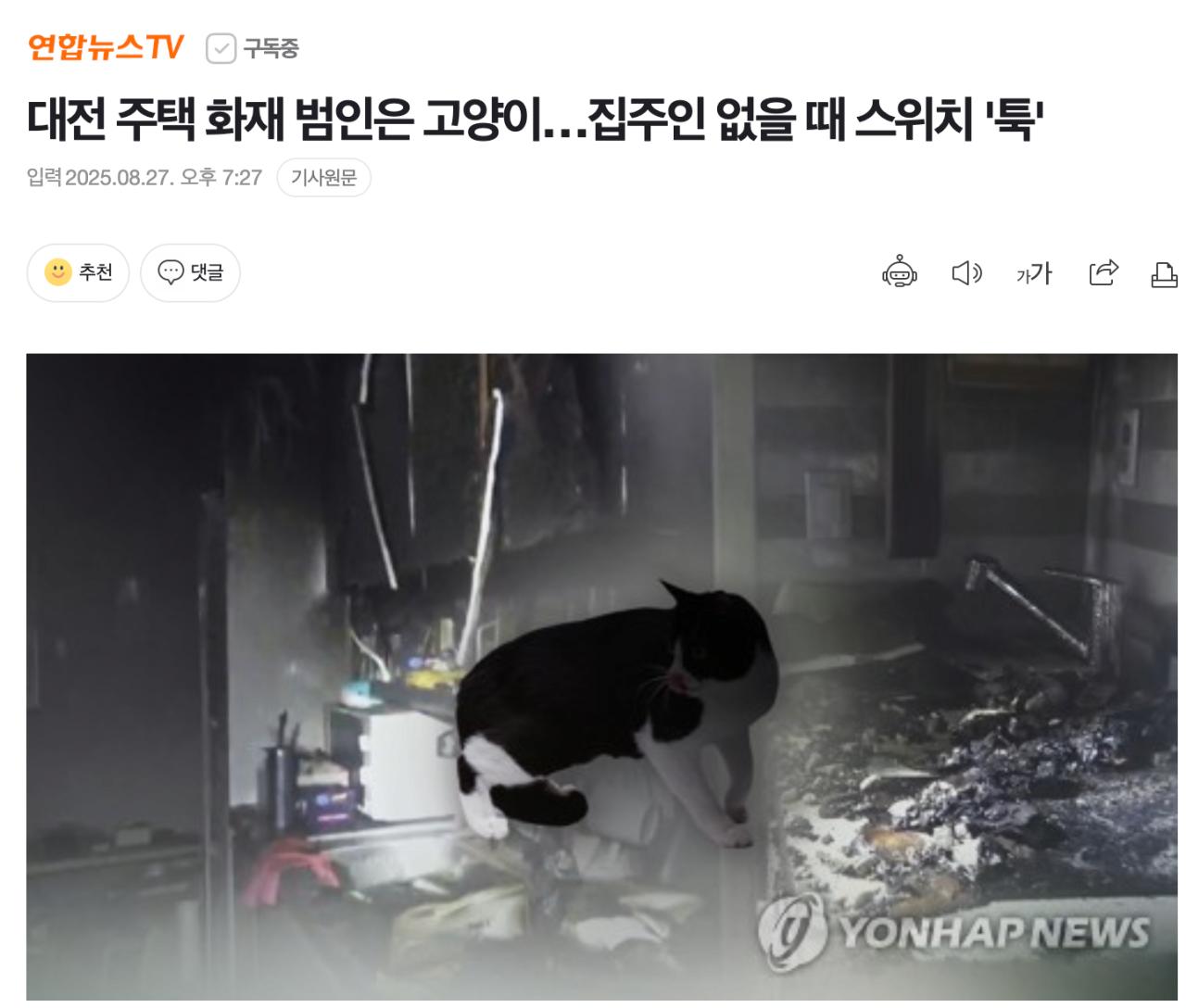대전 주택 화재 범인은 고양이…집주인 없을 때 스위치 '툭'