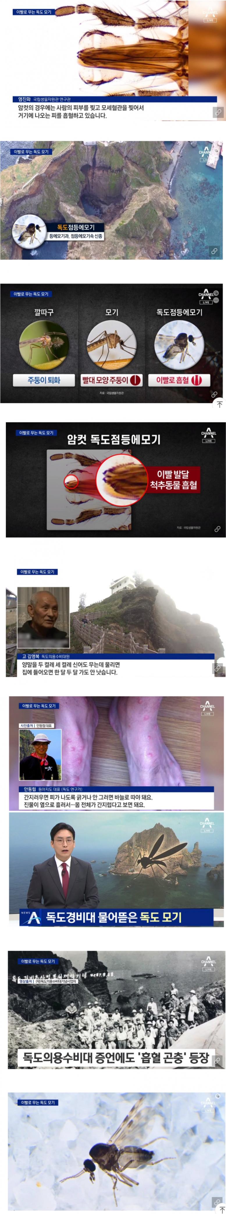 독도에 존재하는 이빨 모기ㄷㄷ