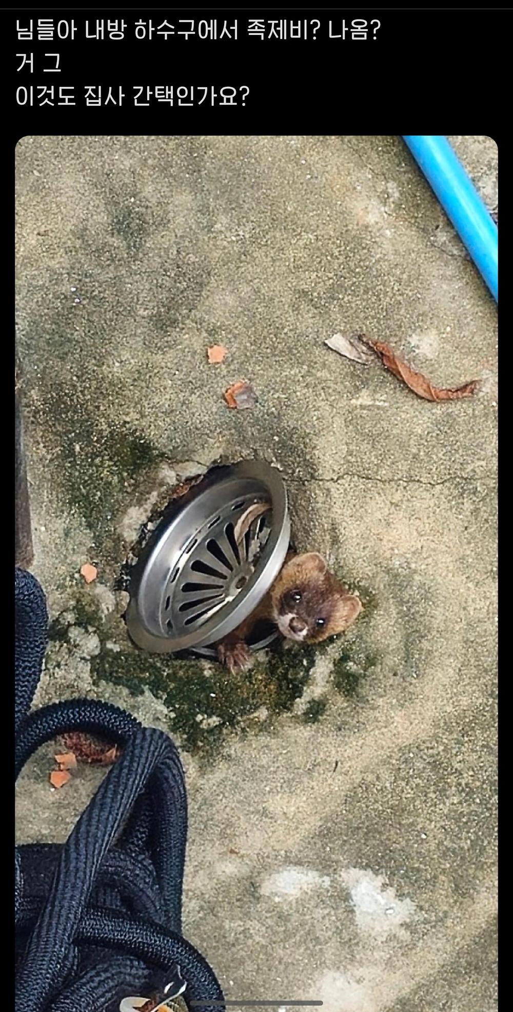 집에서 족제비가 나왔어요