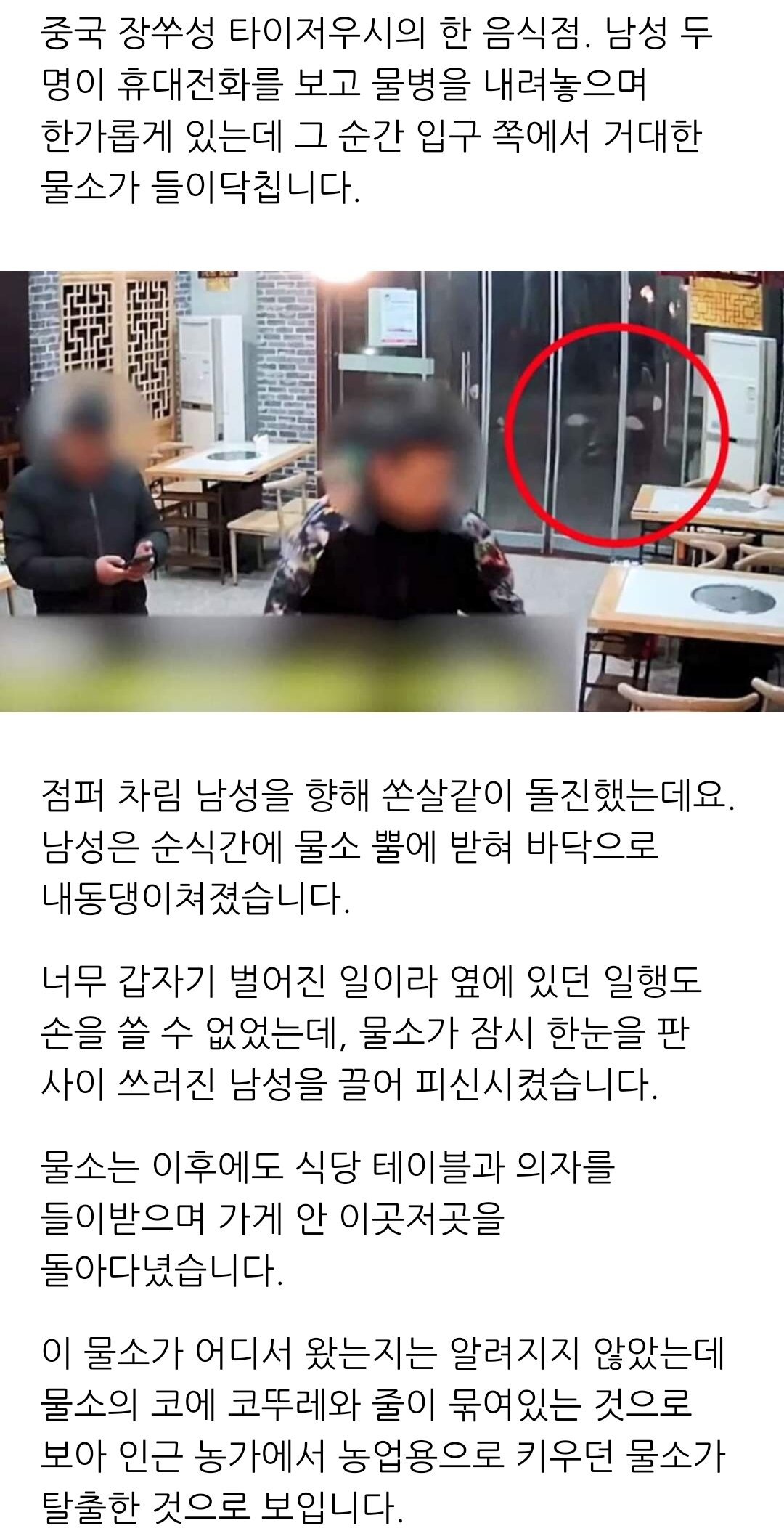 ???:아니 물소가 식당에 들어 왔다니까?