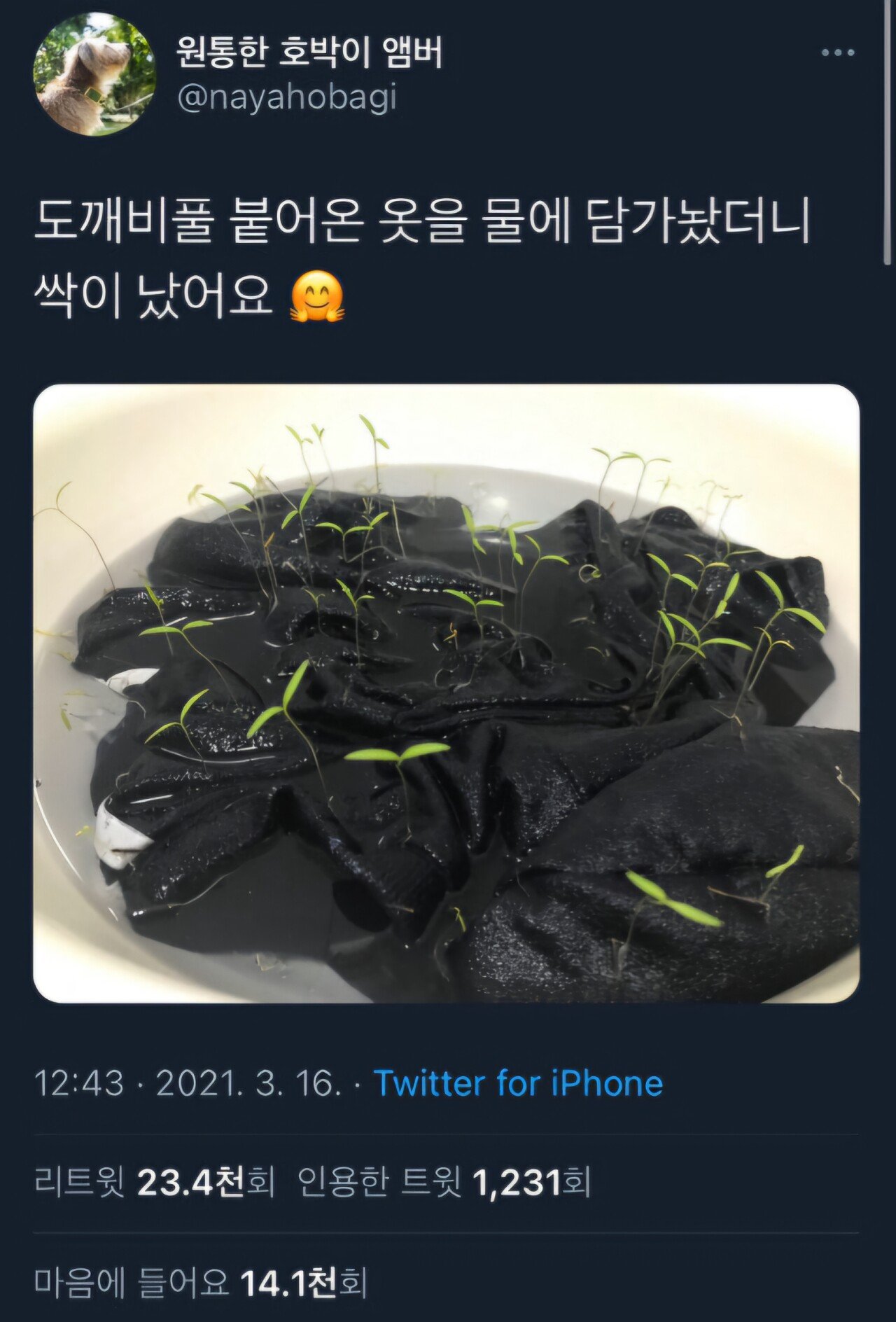 강아지 옷 물에 담가두면 생기는 일