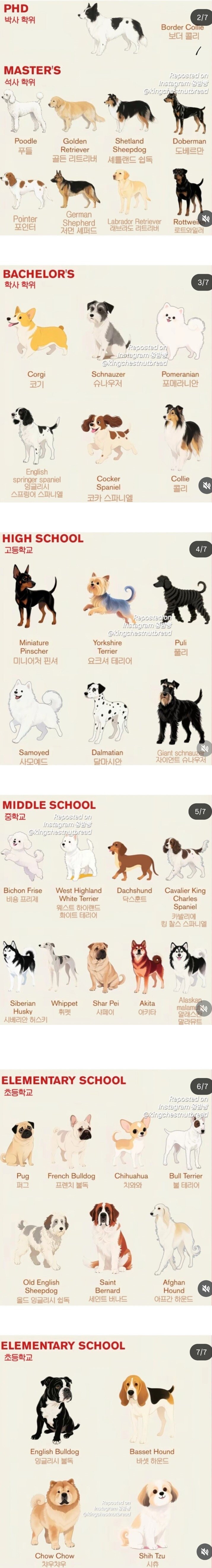 강아지별 지능을 사람학위로 따진다면