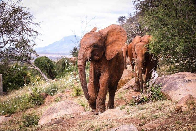 아프지마 도토 도토잠보 근황