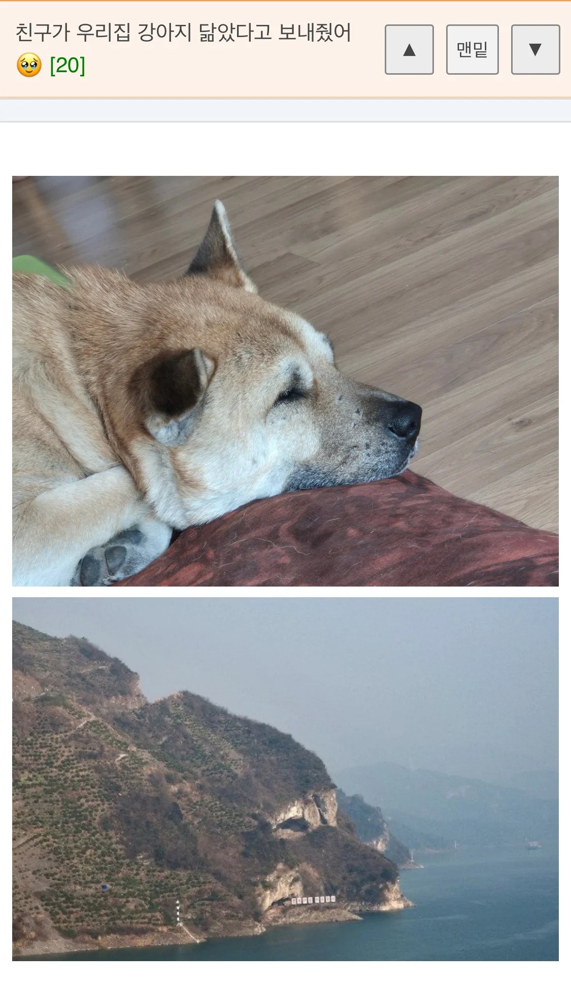 친구가 우리집 강아지 닮았다고 보내줬어