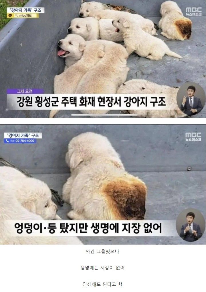 화재현장에서 구조된 강아지들