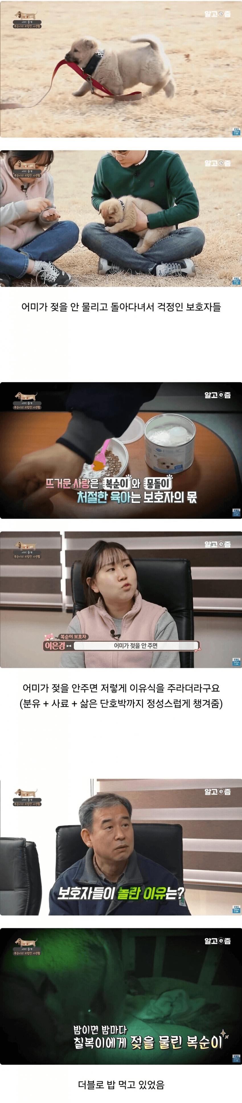 빵댕이가 토실토실했던 이유