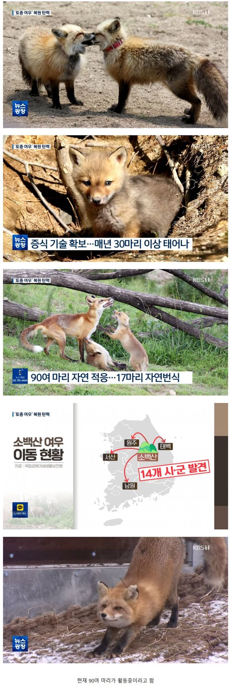 한국 토종 여우 근황