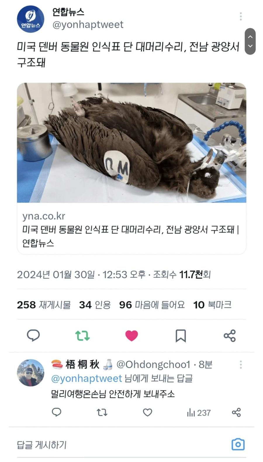 전라도에서 구조됐다는 미국 독수리
