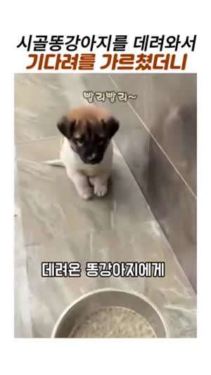 시골똥강아지를 데려와서 기다려를 가르쳤더니