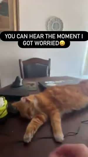 소리] 죽은듯이 자는 냥이.mp4